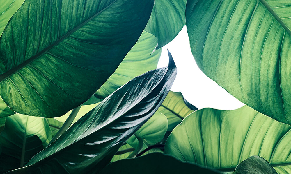 In corsa verso COP26