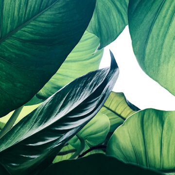 In corsa verso COP26