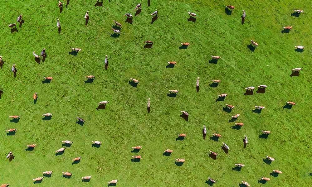 L’insostenibilità della carne