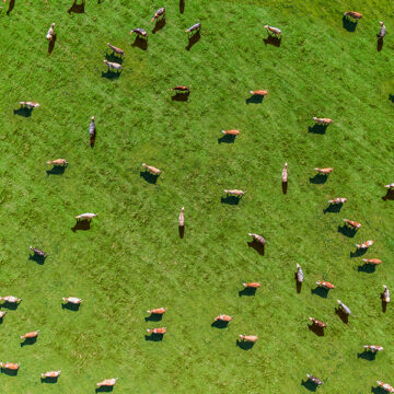 L’insostenibilità della carne