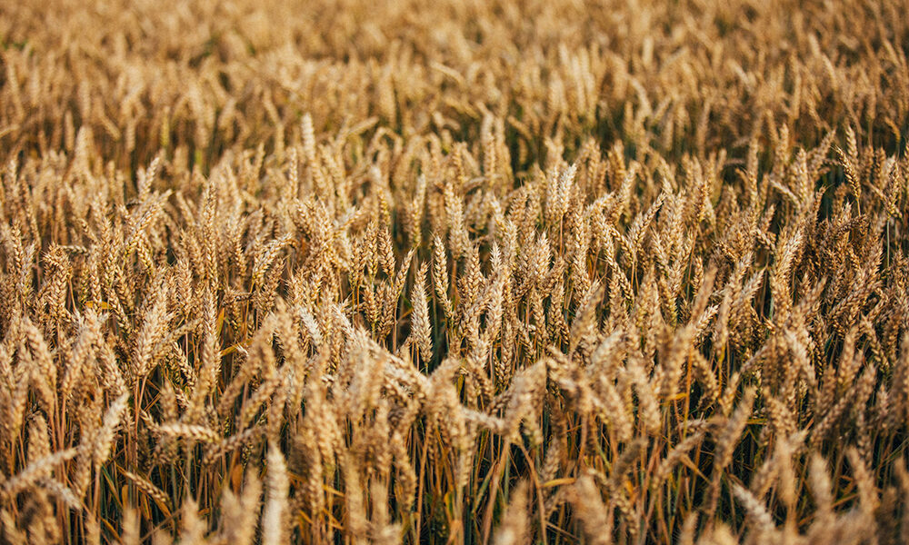 Sostenibilità alimentare: soluzione alla “trappola malthusiana”