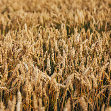 Sostenibilità alimentare: soluzione alla “trappola malthusiana”